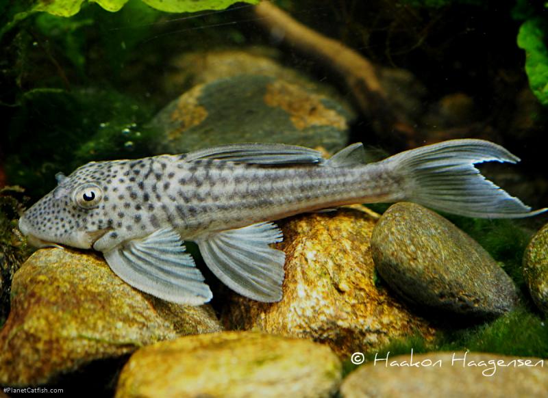 Ancistomus snethlageae