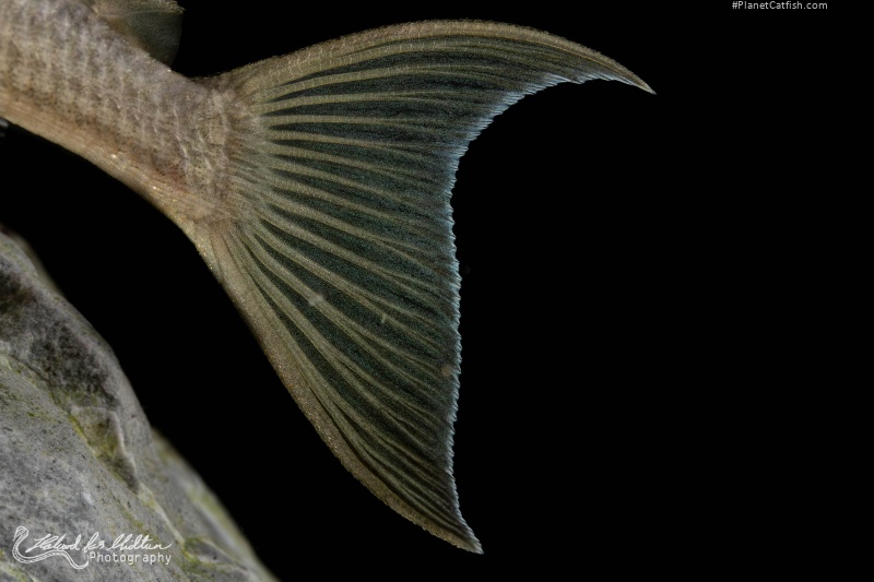 Ancistomus snethlageae