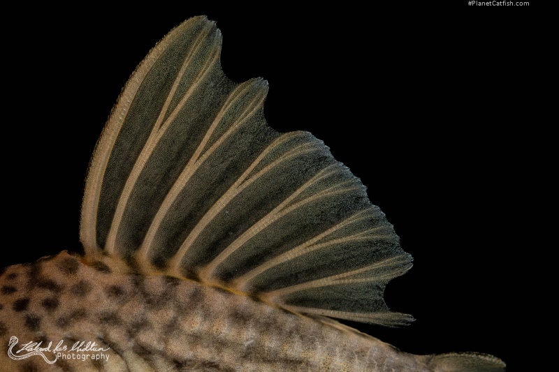 Ancistomus snethlageae