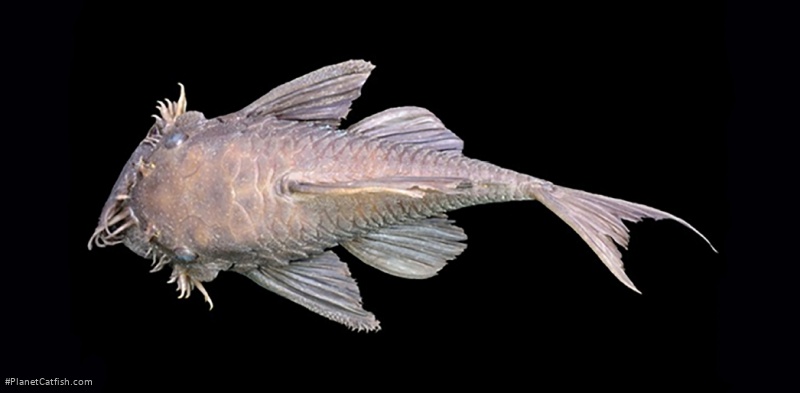 Ancistrus alga