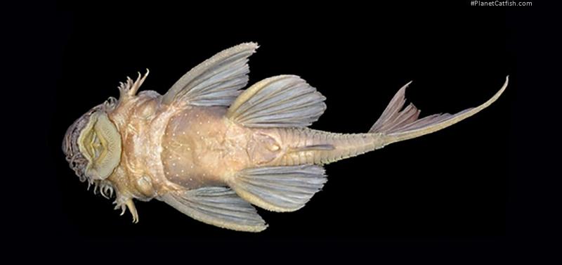 Ancistrus alga