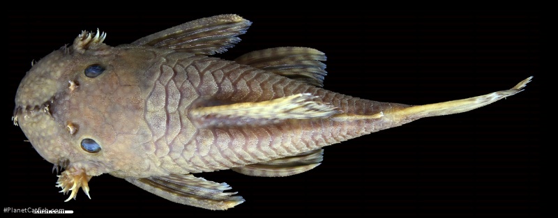 Ancistrus amaris