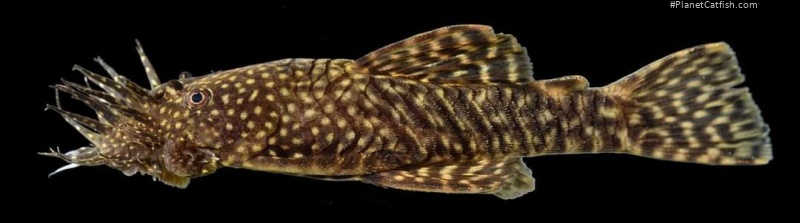 Ancistrus caucanus