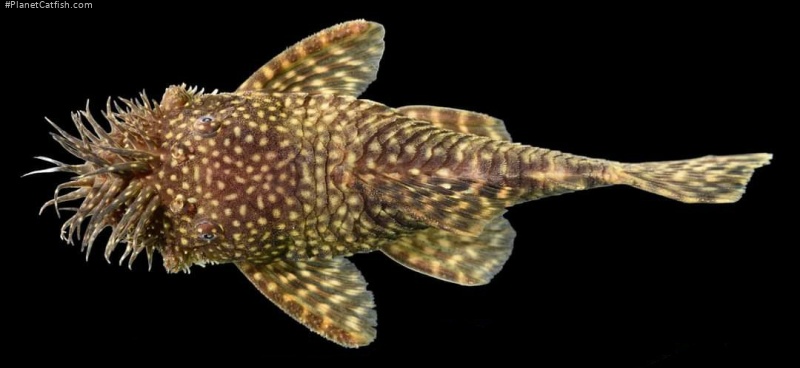 Ancistrus caucanus