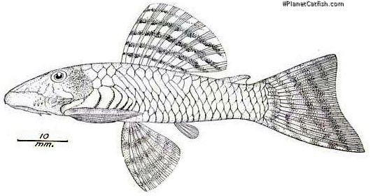 Ancistrus caucanus
