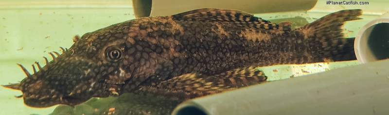Ancistrus cf. leucostictus