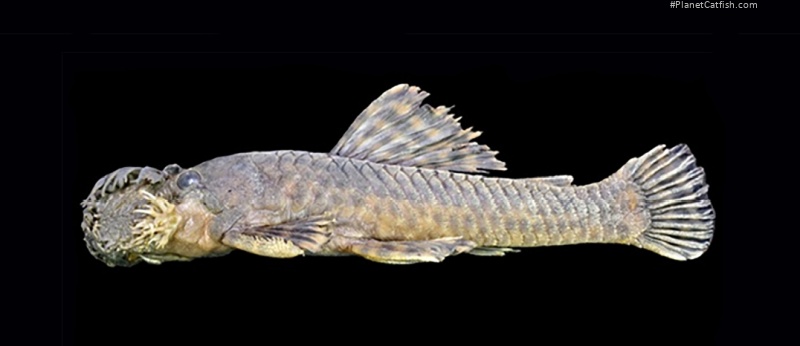 Ancistrus clementinae