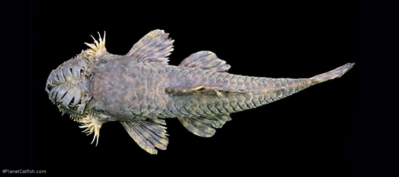 Ancistrus clementinae