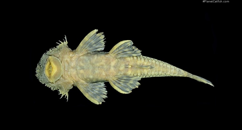 Ancistrus clementinae