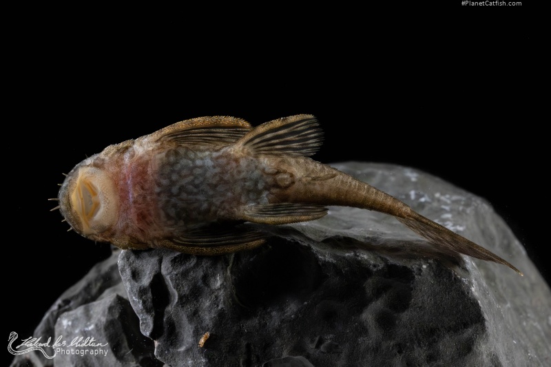 Ancistrus damasceni