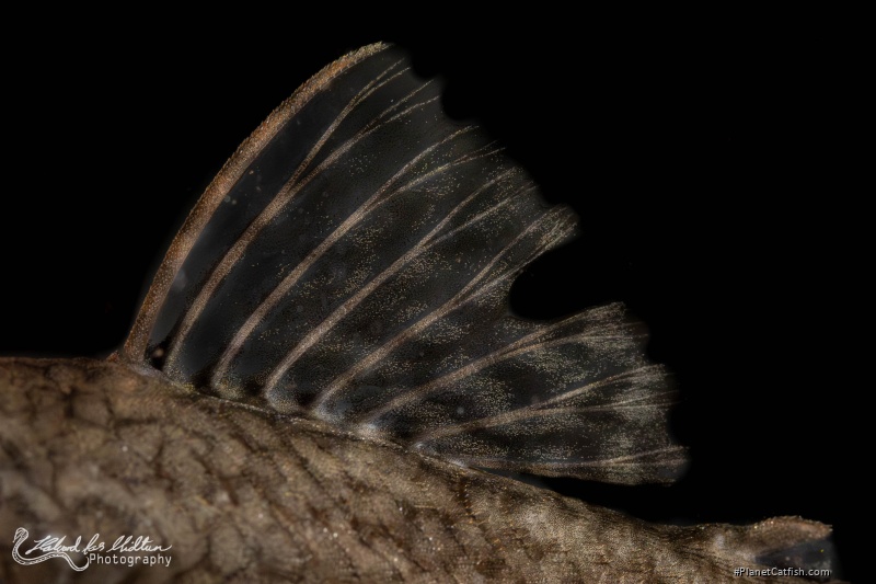 Ancistrus damasceni
