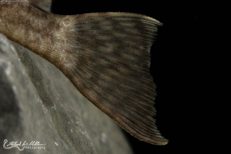Ancistrus damasceni