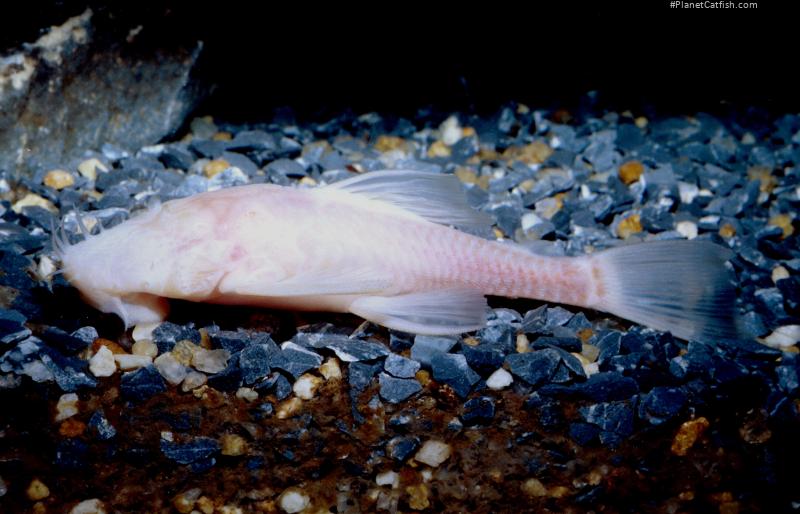 Ancistrus formoso