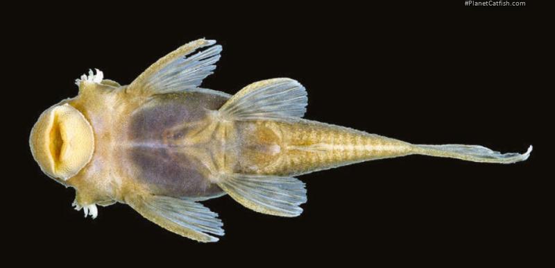Ancistrus karajas