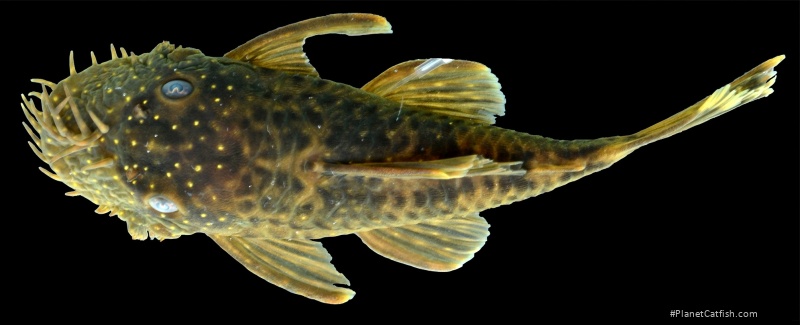 Ancistrus kellerae