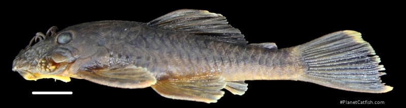 Ancistrus kellerae