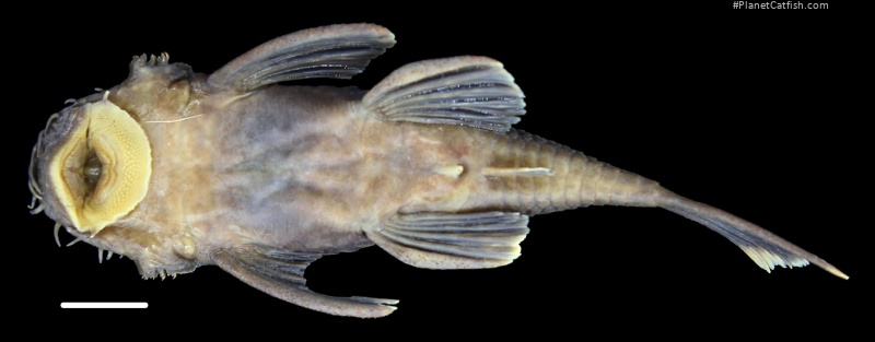 Ancistrus kellerae