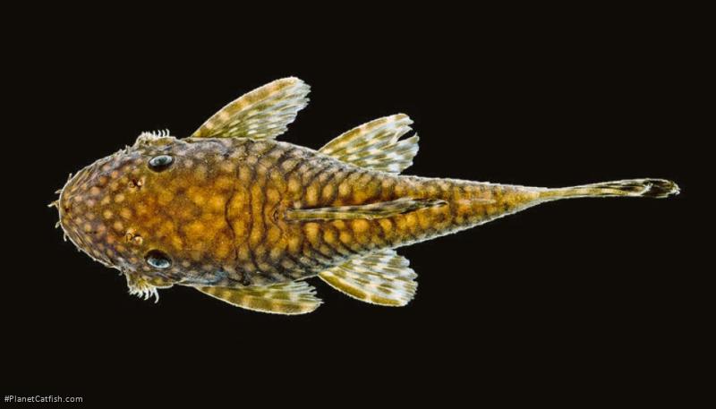 Ancistrus krenakarore