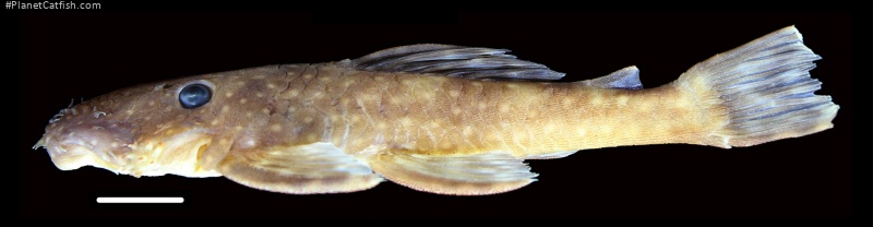 Ancistrus leoni
