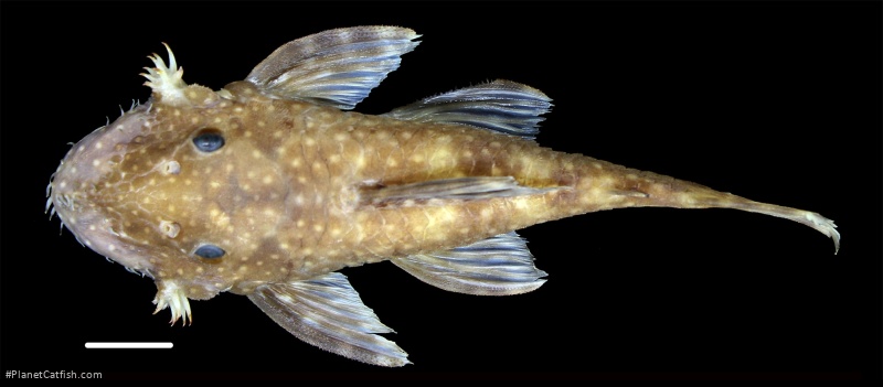 Ancistrus leoni