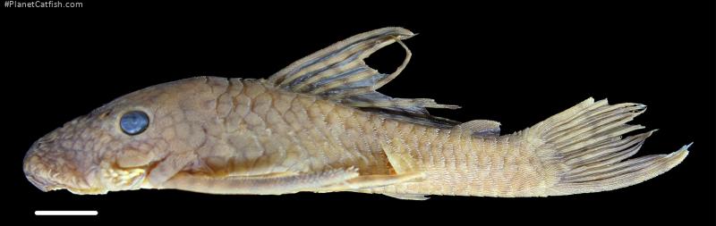Ancistrus leucostictus