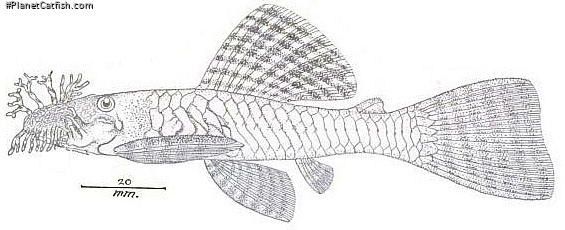Ancistrus lineolatus
