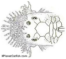 Ancistrus lineolatus