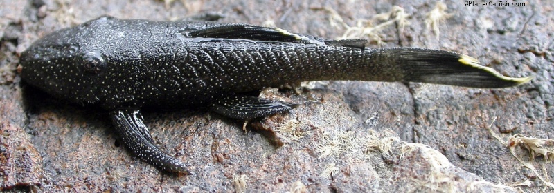 Ancistrus lithurgicus