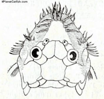 Ancistrus macrophthalmus