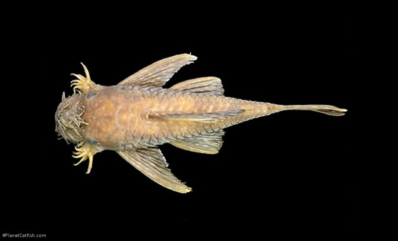Ancistrus malacops
