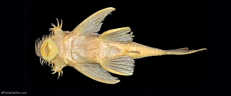 Ancistrus malacops