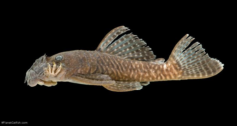 Ancistrus miracollis