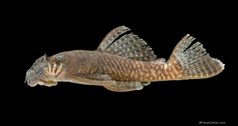 Ancistrus miracollis