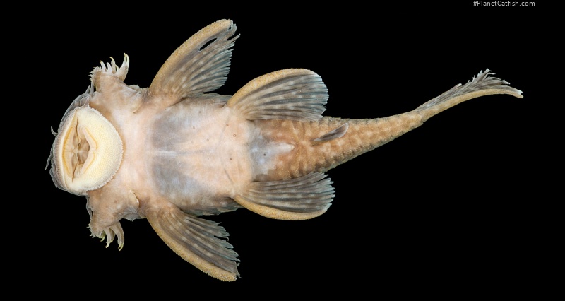Ancistrus miracollis