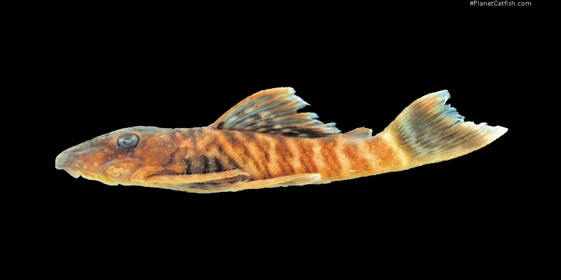 Ancistrus miracollis