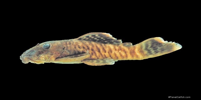 Ancistrus miracollis