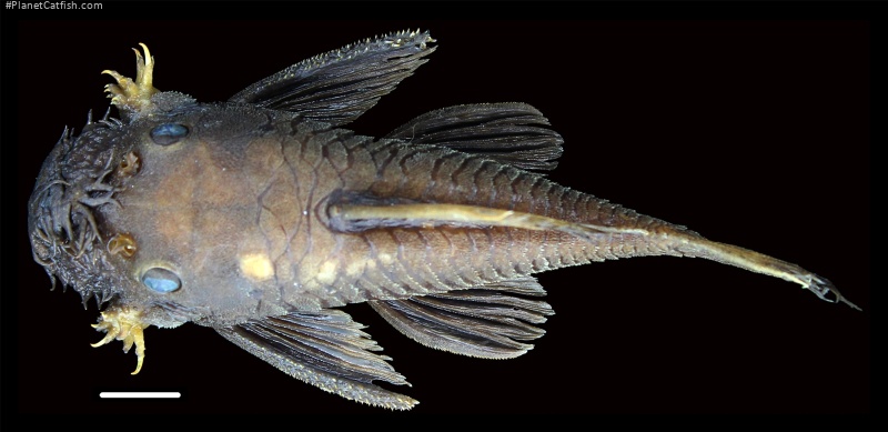 Ancistrus patronus