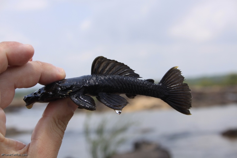 Ancistrus ranunculus