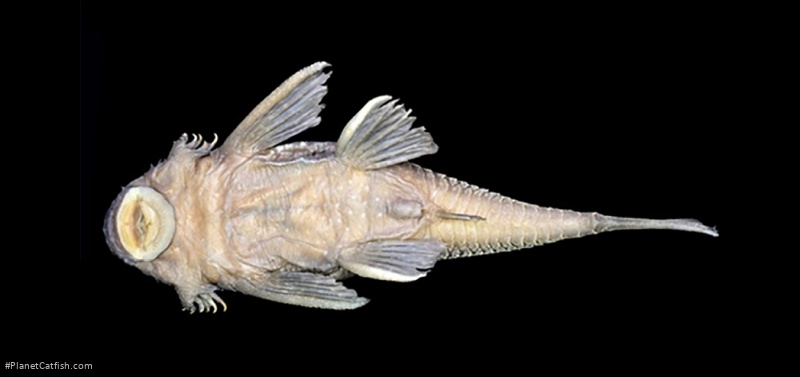 Ancistrus shuar