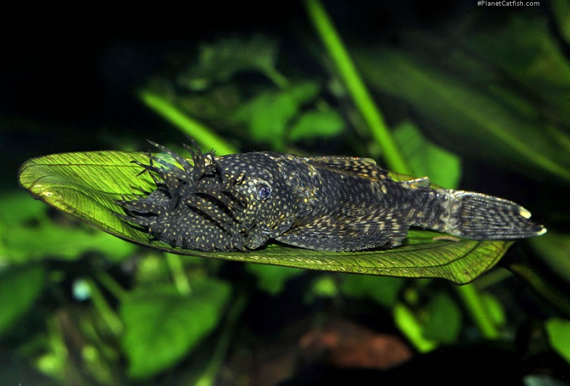 Ancistrus sp. (3)