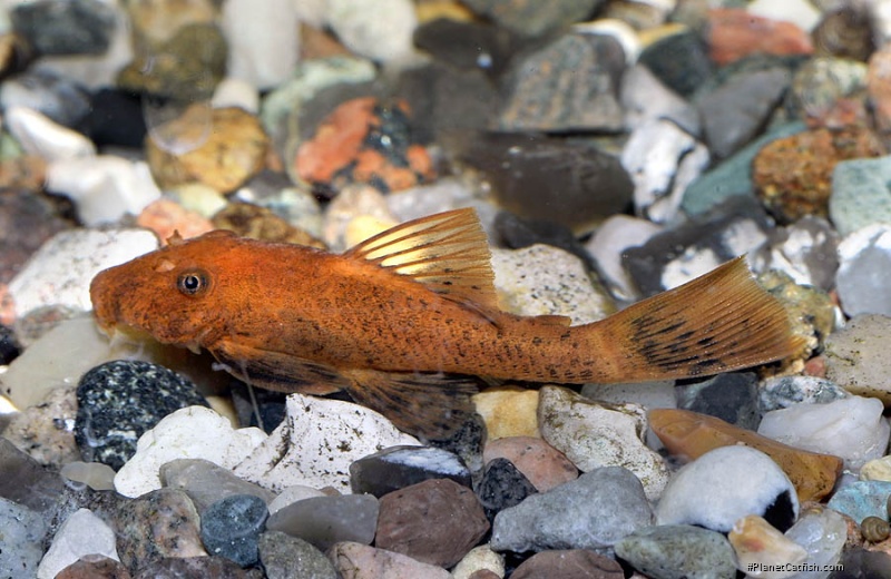 Ancistrus sp. (3)