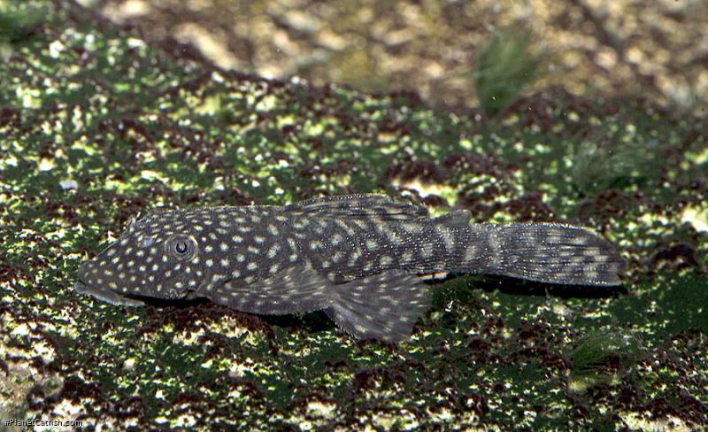 Ancistrus sp. (3)