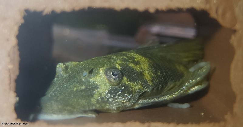 Ancistrus sp. (3)