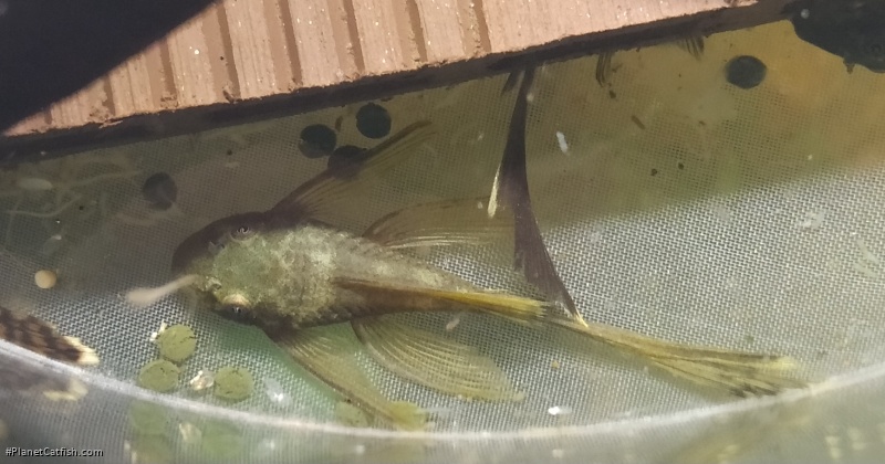 Ancistrus sp. (3)