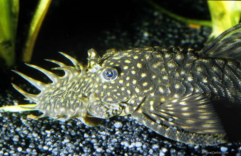 Ancistrus sp. (3)