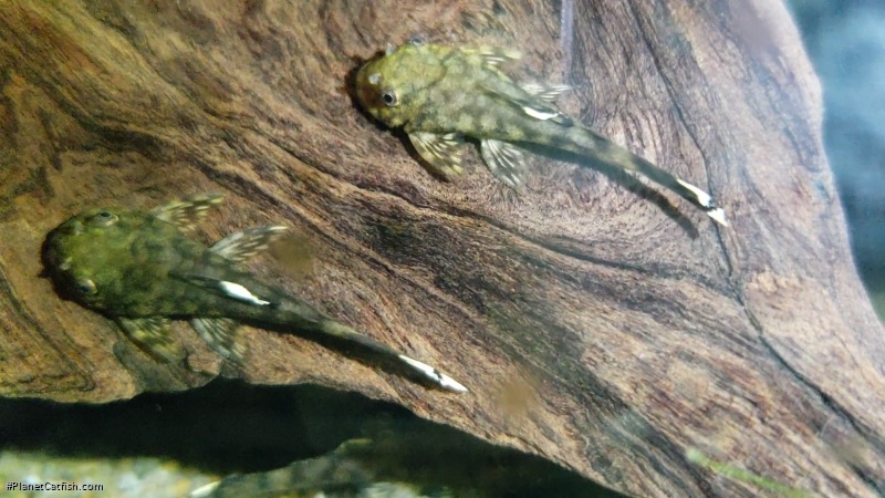 Ancistrus sp. (8)