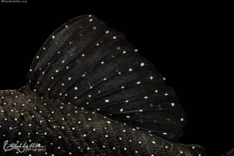 Ancistrus sp. (L071)
