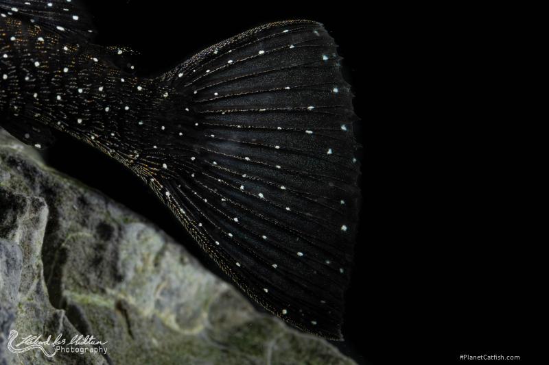 Ancistrus sp. (L071)