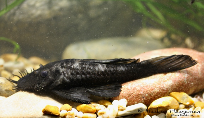 Ancistrus sp. (L088)