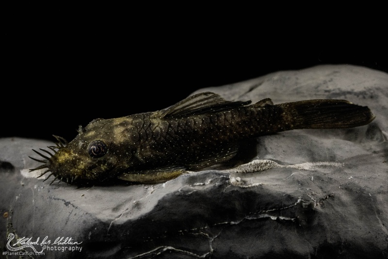 Ancistrus sp. (L100)
